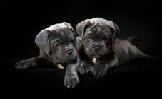 Cane Corso - Di Best Talavera - фото (8213-51500)