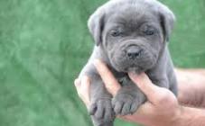 Cane Corso - Di Best Talavera - фото (8213-51501)