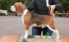 Alpine Flowers - фото (8216-51509)