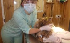 Ветпланета - фото (703-2850)