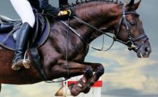 koni.ua - фото (10404-55516)