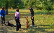 Кинологический центр Лармон - фото (809-3473)