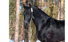 Конно-прогулочная база "Набег" - фото (1220-6750)