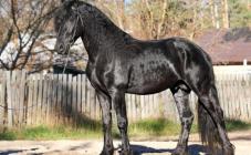 Конно-прогулочная база "Набег" - фото (1220-6751)