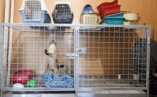 StatusVet - фото (636-2400)