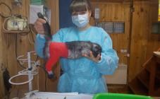 Ветпланета - фото (703-2851)