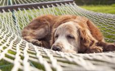 Любимец, гостиница для животных - фото (806-3460)