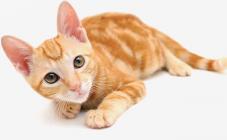 Планета зверей - фото (807-3461)