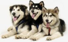 Планета зверей - фото (807-3462)