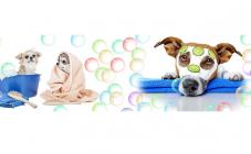 БЕЛКА СТРЕЛКА - фото (811-3480)