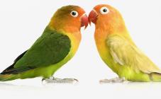 Планета зверей - фото (807-3463)