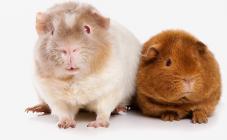 Планета зверей - фото (807-3464)