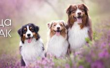 «Зоохобби» - фото (706-2865)