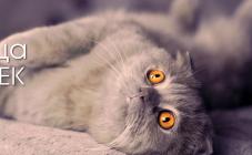 «Зоохобби» - фото (706-2866)