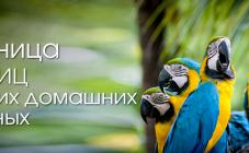 «Зоохобби» - фото (706-2867)