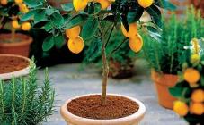 РостМаркет - фото (7594-49227)