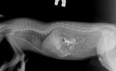 Лесси - фото (699-2827)