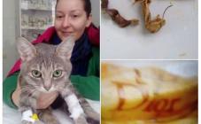 Лесси - фото (699-2829)