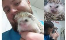 Лесси - фото (699-2830)