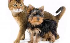 «Зоохобби» - фото (706-2868)