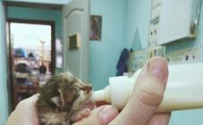 Гранд - фото (643-2438)