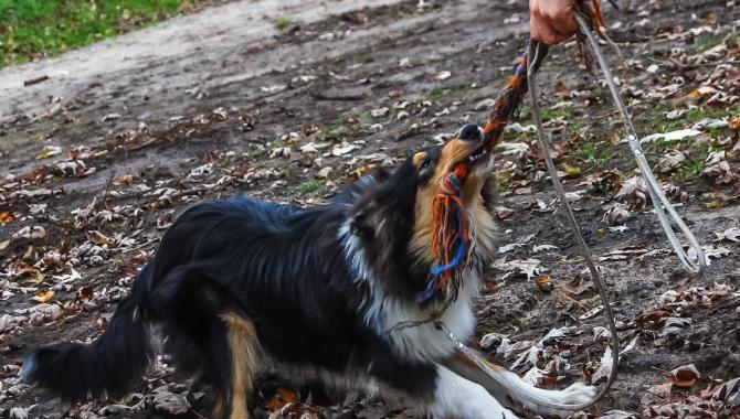 Кинологический центр Лармон - фото (809-3471)