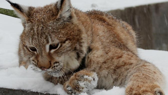 Харківський зоопарк - фото (938-4311)