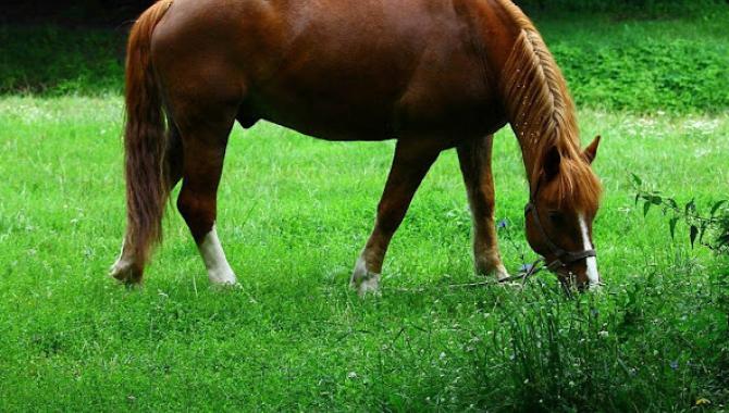 Конный клуб «Родео» - фото (9139-53395)