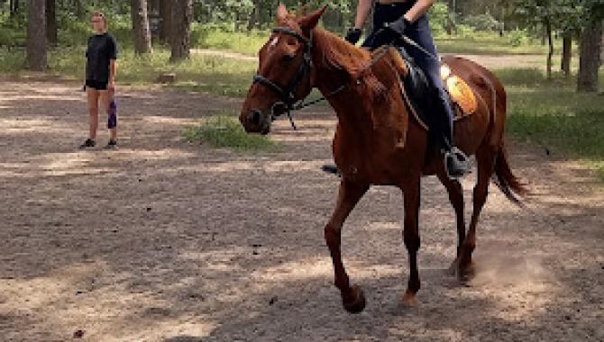 Конный клуб «Мечта» - фото (9136-53386)