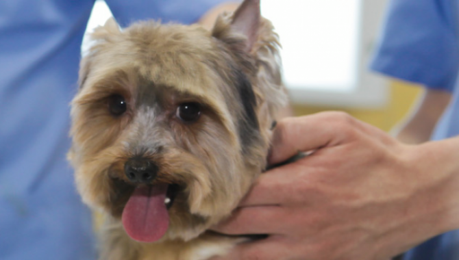 ZOOЛЮКС - фото (638-2412)