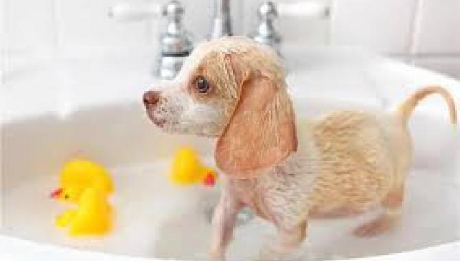 Зоосалон Lovely dogs - фото (815-3504)