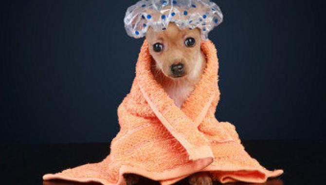 Зоосалон Lovely dogs - фото (815-3505)