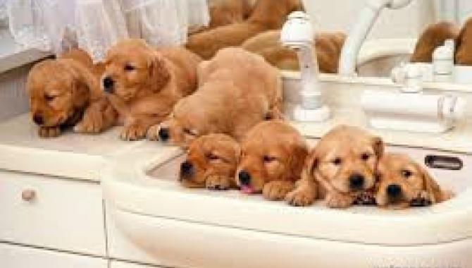 Зоосалон Lovely dogs - фото (815-3506)