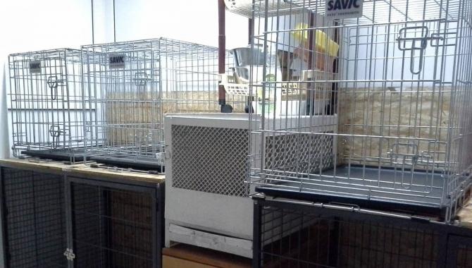 Белый Клык - фото (641-2427)