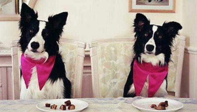 Гостиница для животных «Виктория» - фото (801-3434)