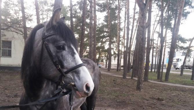 Horse Club Olimp - фото (9138-53391)