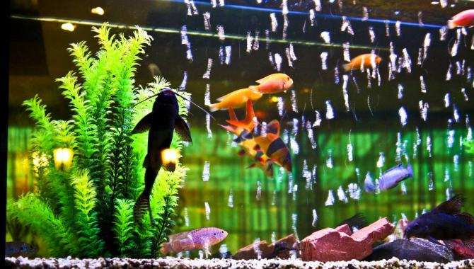 Бахуc - фото (6289-42414)