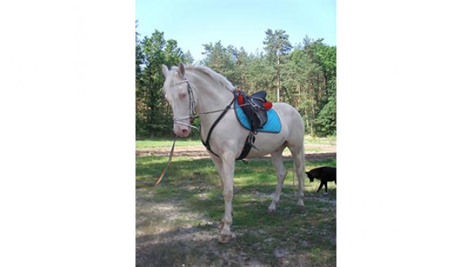 Конно-прогулочная база "Набег" - фото (1220-6749)