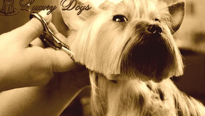 Luxury Dogs - фото (810-3474)