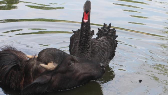 Харківський зоопарк - фото (938-4313)