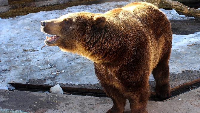 Харківський зоопарк - фото (938-4312)