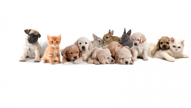 Любимец, гостиница для животных - фото (806-3458)