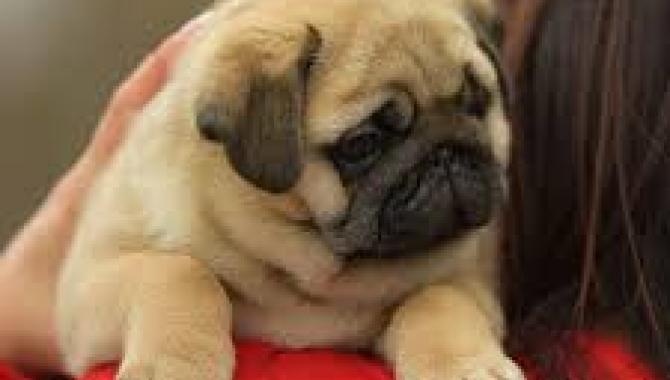 Mansalen - фото (8139-51308)