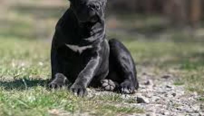 Cane Corso - Di Best Talavera - фото (8213-51502)