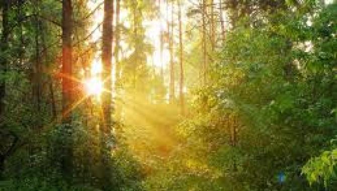 Алексеевский лесопарк - фото (8232-51563)