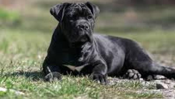 Cane Corso - Di Best Talavera - фото (8213-51503)