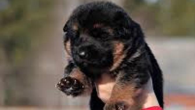 Mansalen - фото (8139-51310)