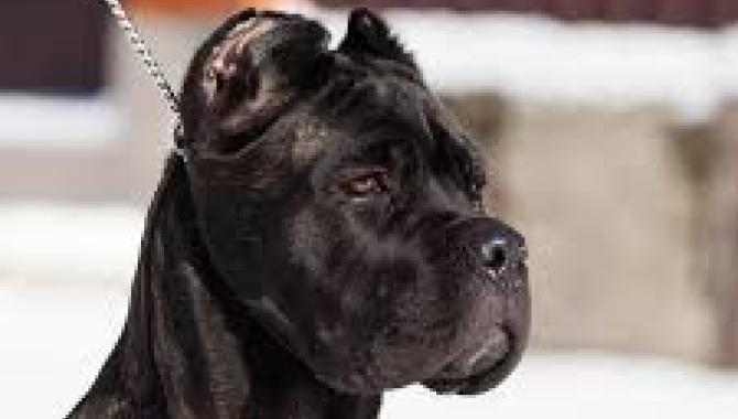 Cane Corso - Di Best Talavera - фото (8213-51504)