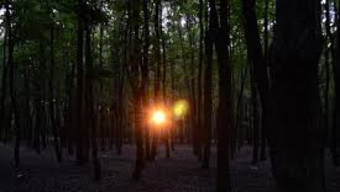 Алексеевский лесопарк - фото (8232-51565)