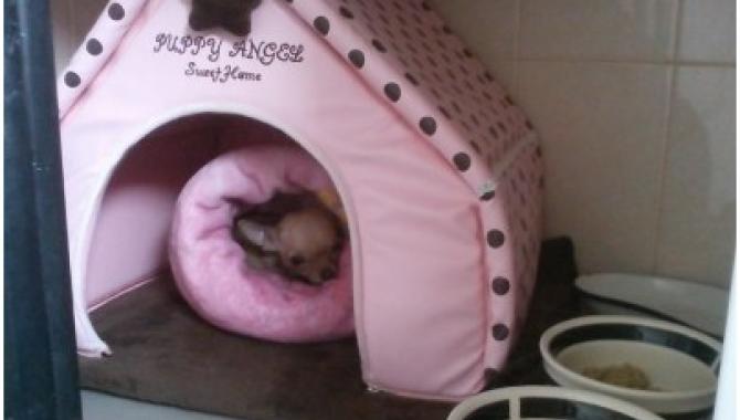 Планета зверей - фото (807-3465)